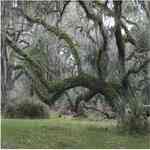 Oak Moss - Evernia prunastri vacuum ���a������S