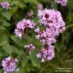 Oregano - Origanum vulgare �����{��������S