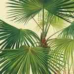 Palm���q�o������¦�o