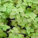 Patchouli - Pogostemon cabin �s���� ������o