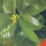 Petitgrain - Petitgrain bigarde �W���� ������S