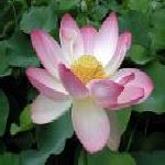 Lotus Pink P - Nelumbo Nucifera ����������S