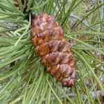 Pine Pinaster - Pinus pinaster Q o