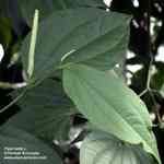 Betel Leaf - Piper betle �中�M�n�����o