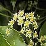 Ravintsara - Cinnamomum camphora, CT Cineole �۪o�J��(ù��F��) ������S