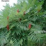 Sumac - Rhus cotinus ����M�n�����o