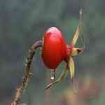 Rose Hip �����G������¦�o