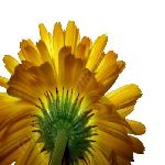Calendula-Calendula officinalis ������ ������S