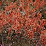 Witchazel - Hamamelis virginiana ���\��������S