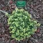 Fir Balsam Wild - Abies balsamea ���N���M�n�����o