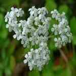 Yarrow - Achillea millefolium vϯo