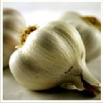 Garlic - Allium sativum �j�[�M�n�����o