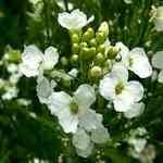 Horseradish - Amoracia rusticana s / ڲMno