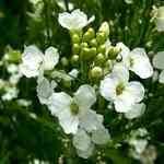 Horseradish - Amoracia rusticana �s�� / ���ڲM�n�����o