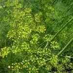 Dill Weed Wild - Anethum graveolens  S