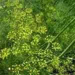 Dill Weed Wild - Anethum graveolens ������ ������S