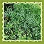 Anethi-Anethum sowa �L�����ڲM�n�����o