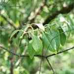 Sandalwood East Indian - Santalum album �F�L���ȭ� ������S