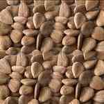 Apricot Kernel����֤��o������¦�o