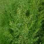 Tarragon - Artemisia dracunculus �s�U ������S