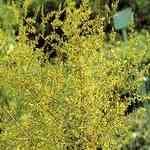 Wormwood - Artemisia scoparia �W��M�n�����o