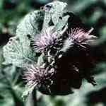 Costus Root - Saussurea costus �s�쭻�M�n�����o