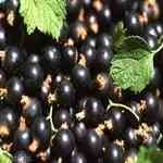 Black Currant�¾L�ߦ�����¦�o
