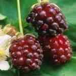 Castor�ɳªo������¦�o