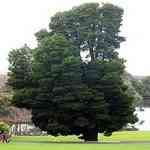 Cypress Aut. Green - Callitris columellaris �D�j�Q�Ⱥ񵷬f�M�n�����o