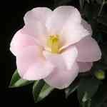 Camellia�s����o��¦�o