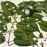 Elemi - Canarium luzonicum �V���׺�o