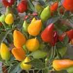 Chilly Seed - Capsicum annuum ���Ԭ�M�n�����o