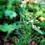 Caraway - Carum carvi �����M�n�����o