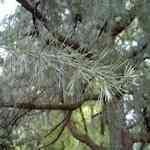 Cedarwood White Canadian-Cedrus canadiensis�[���j�ճ��Q������S