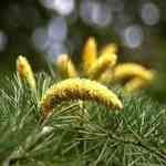 Cedarwood Himalayan - Cedrus deodara �ߺ��Զ����Q ������S