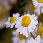 Chamomile Wild Maroc-Ormenis multicaulis ���������v�̵� ������S