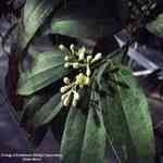 Cinnamon Seed - Cinnamomum zeylanicum ׮ۥJMno