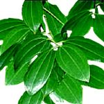 Cinnamon Leaf - Cinnamomum verum �׮۸� ������S