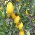 Lime Cold Pressed - Citrus aurantifolia Nܩio