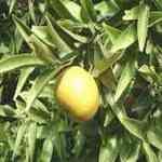 Clementine - Citrus nobilis JXMno