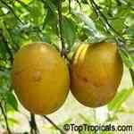 Grapefruit Pink - Citrus paradisi ������c�M�n�����o