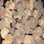 Opoponax - Commiphora erythraea �U�˯� ������S