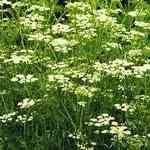 Cumin - Cuminum cyminum �p�����M�n�����o