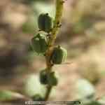 Sesame-roasted�۳ªo��¦�o