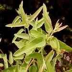 Eucalyptus Citriodora - Eucalyptus citriodora fcץ[Q S