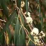 Eucalyptus Australiana - Eucalyptus Radiata �D�w�ץ[�Q ������S