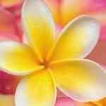 Frangipani - Plumeria alba ���J�������S