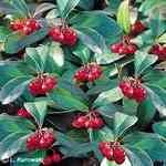 Wintergreen - Gaultheria Procumbens �V�C�M�n�����o