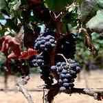 Grapeseed �����o��¦�o