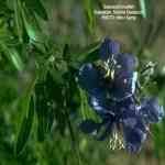 Galbanum - Ferula gummosa �ժQ�� ������S